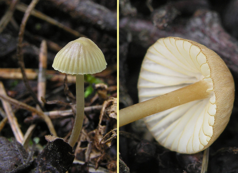 Mycena citrinomarginata